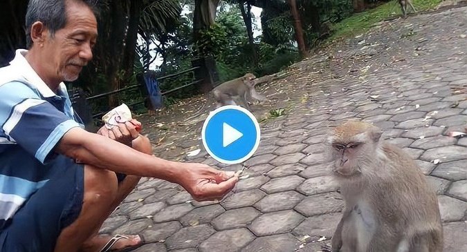 como engañar a un mono