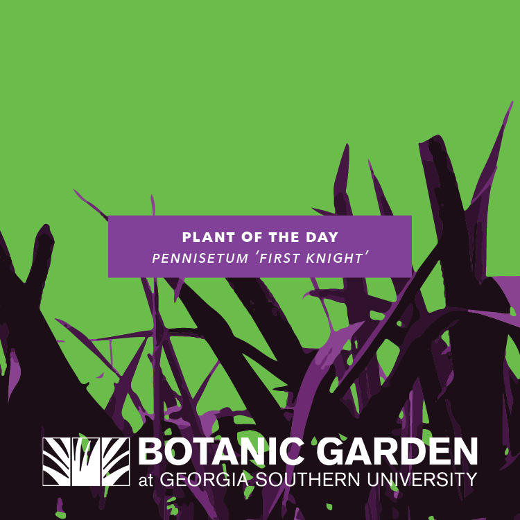 BotanicGSU's tweet photo. Plant(s) of the Day - 'First Knight' Napier Grass - https://t.co/vtv67OeomP https://t.co/nwrRGqbILm