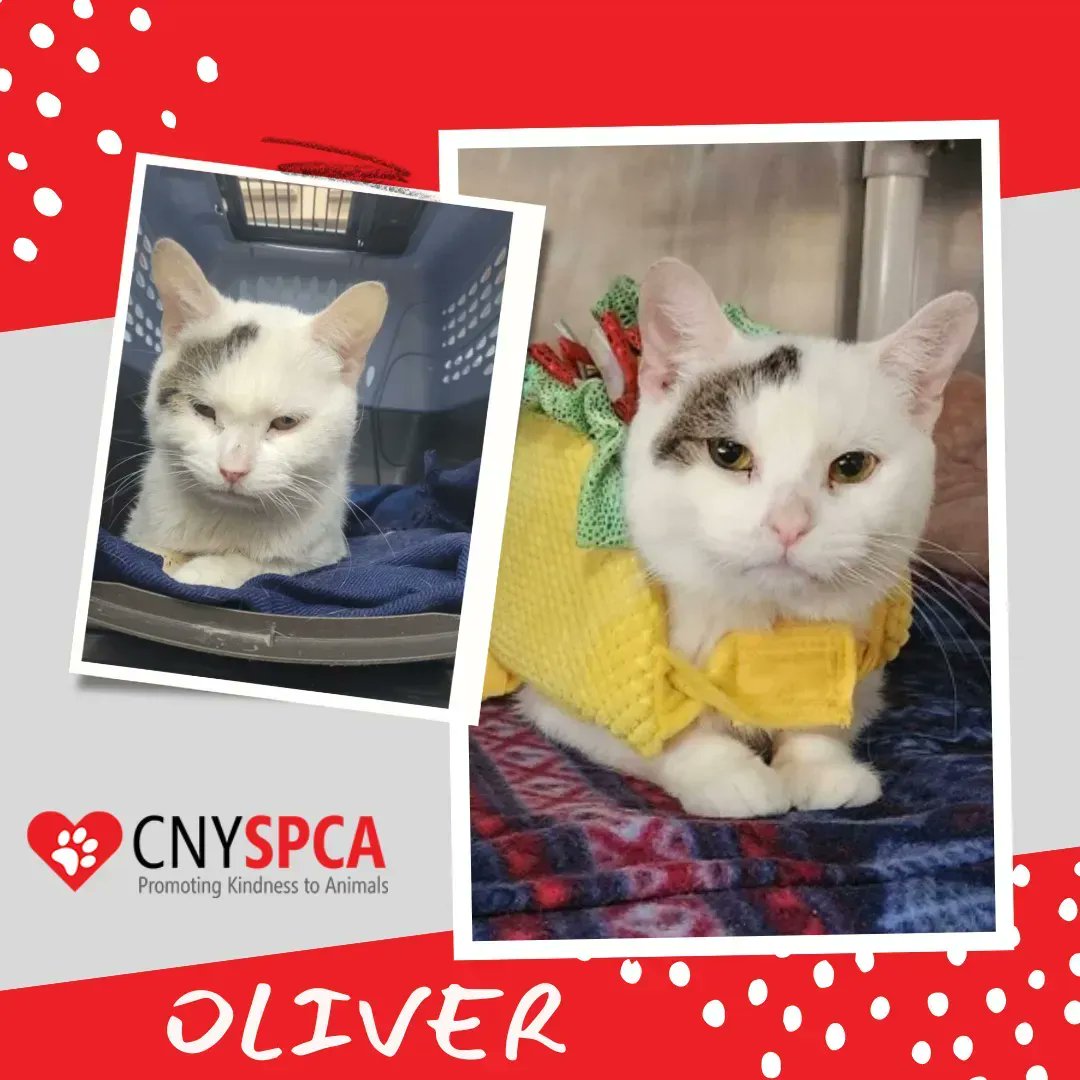 Central New York SPCA tweet media