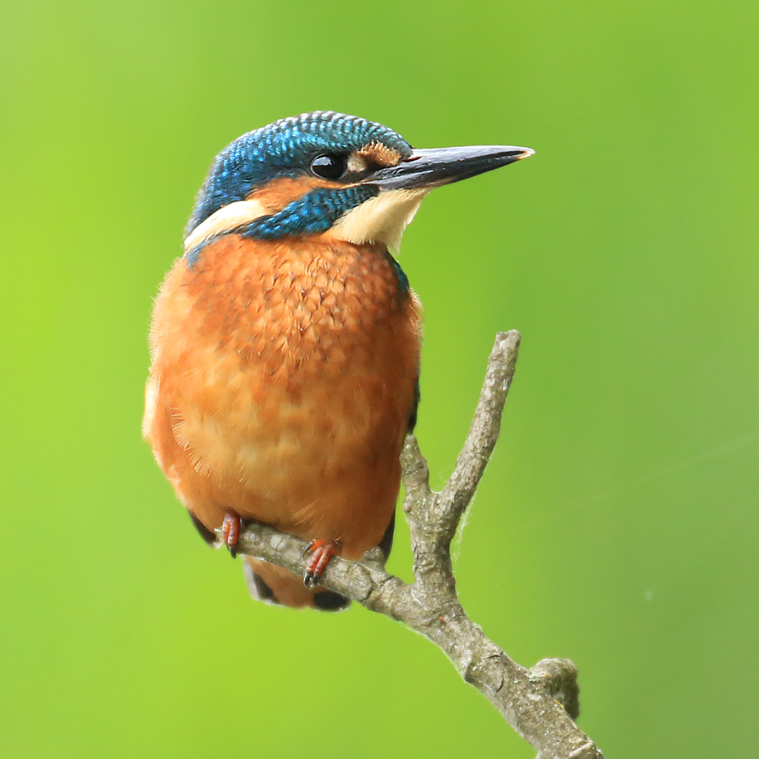 Did you watch the 1st episode of BBC Autumnwatch last night LIVE from Teifi Marshes? Iolo introduced our flagship reserve and spotted some signature species, including our kingfishers! 👉Read more here bit.ly/3SCDPOQ 📸Jon Hawkins @BBCSpringwatch @WildlifeTrusts