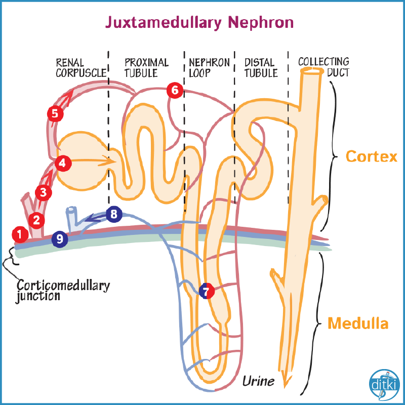 Renal blood flow is key to health - draw the pathways to remember and locate relevant pathologies!

#ditki #usmle #meded #medschool #medstudent #renalhealth #pathology #usmletutorials #medicalschooltutorials
#pance #physicianassistant #medicine #science #healthscience #nurse