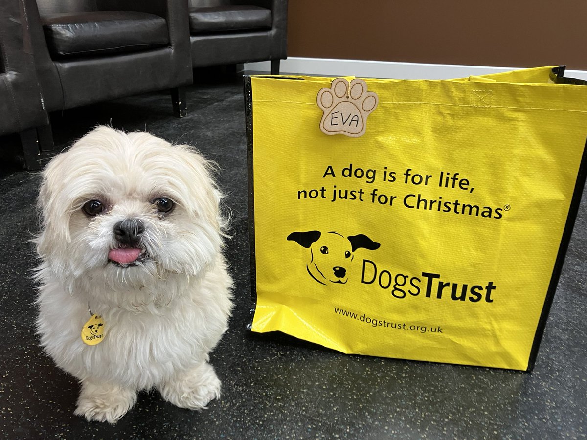 Eva 😛 was elated to pack her bags 💼 this afternoon and head off 🚗to her forever home. She’s in for a lifetime of cuddles🥰 and lots of walkies. Good luck Eva! #BagsPacked #AdoptDontShop #Shihtzu #dogstrust @DogsTrust