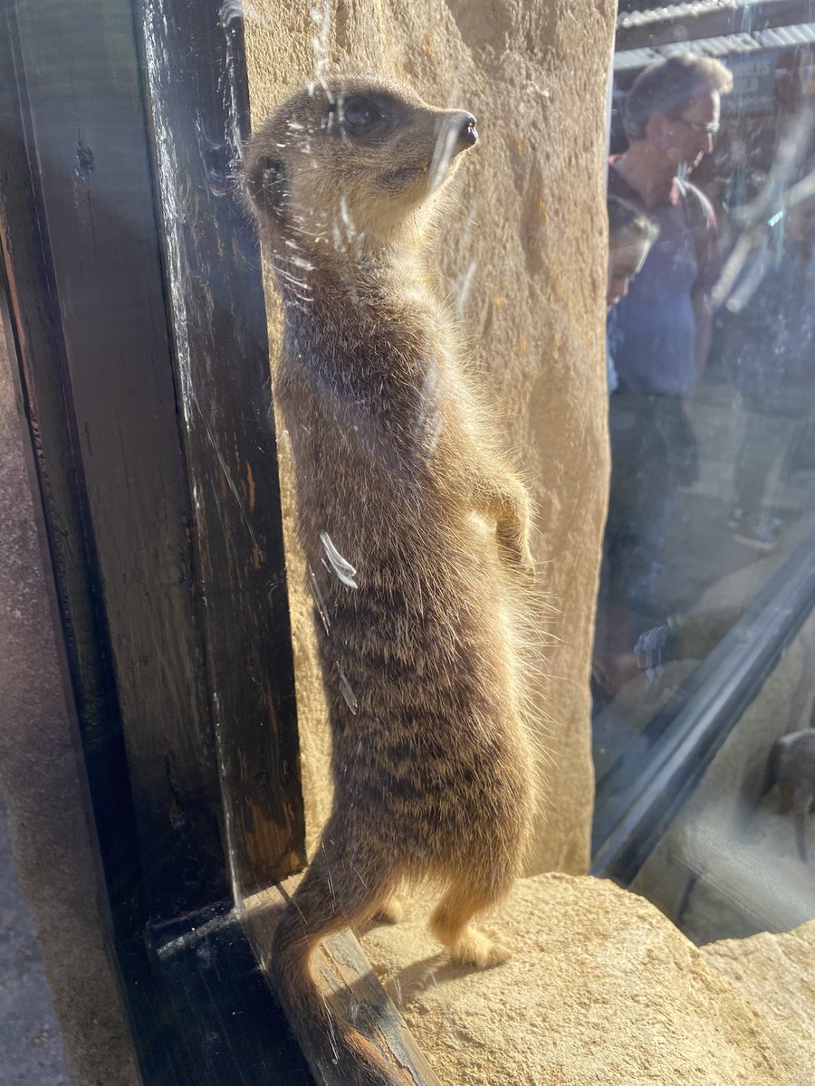 Today we’ve all been along to visit Jemima’s work experience placement for next year so she could meet the people and have a look at the set up. She loved it and now can’t wait for next July!!!! <a href="/Kingsmead/">Kingsmead School</a> <a href="/andthoughshebe1/">Shelly ❤️</a>