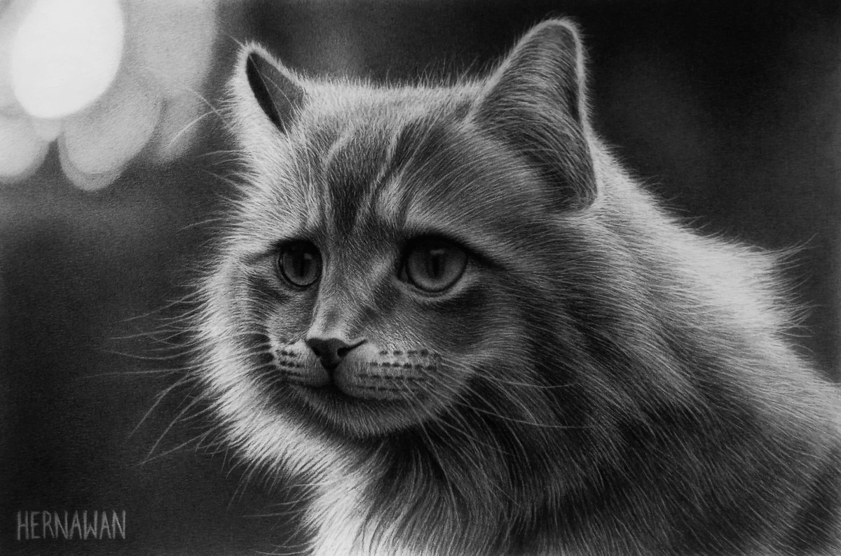hernawan_art's tweet photo. Currious Cat. Realistic pencil drawing on paper ✍🏻 
#art #drawing #Pencildrawing #realistic #animal #cat #saatchiart #artgallery #artis https://t.co/AJlCXYQWaa