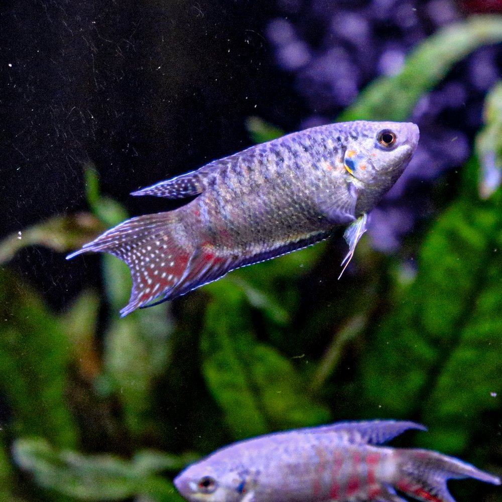 Paradise fish are one of the first fish ever kept as pets, would you like to take one of these beauties home from our Hyde store?🐟