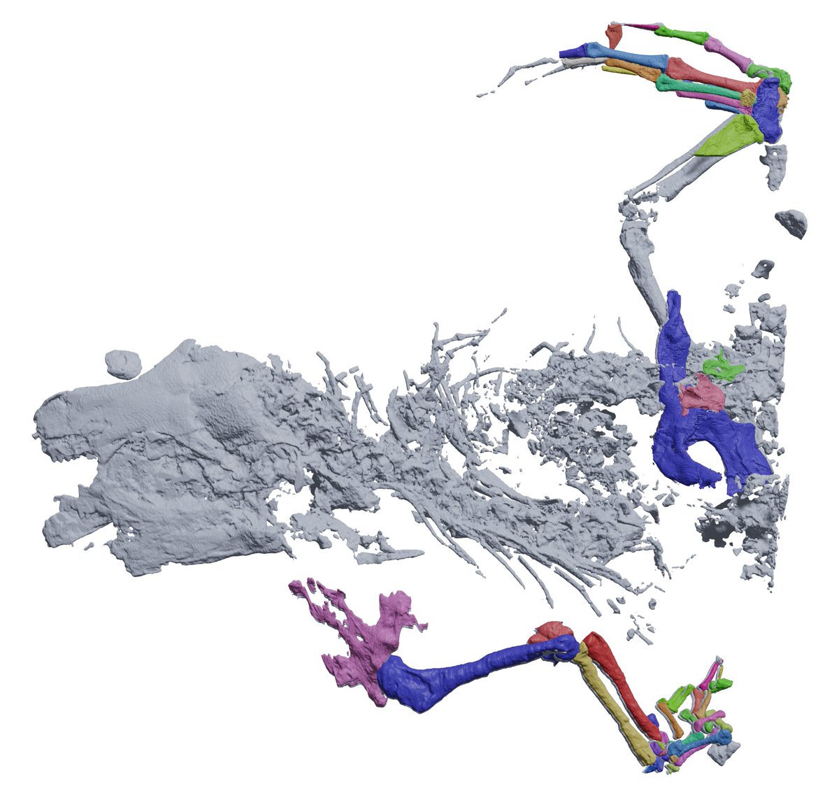 Do you want super-high res synchrotron scans and 3D models of every* bone of the early near-lizard Bellairsia gracilis? (I mean, who wouldn't). Get them @MorphoSource free today! morphosource.org/projects/00000… This is our paper: nature.com/articles/s4158….