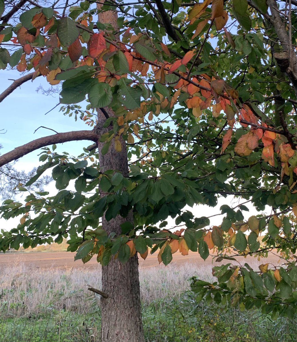 On a mission to bring joy or good books to your timeline, herewith autumn bunting…