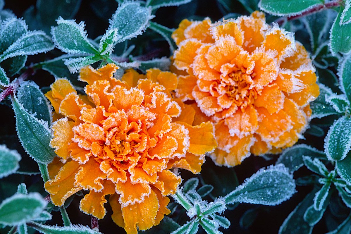 gardensbyyou's tweet image. Extend the garden season on cold nights with frosts using floating row covers. They lightly cover and insulate plants, blocking dew or frost, but allowing moisture to evaporate and pass through without condensation.🌿
grownbyyou.com/caring/coverin… #GardeningTwitter #frostprotection