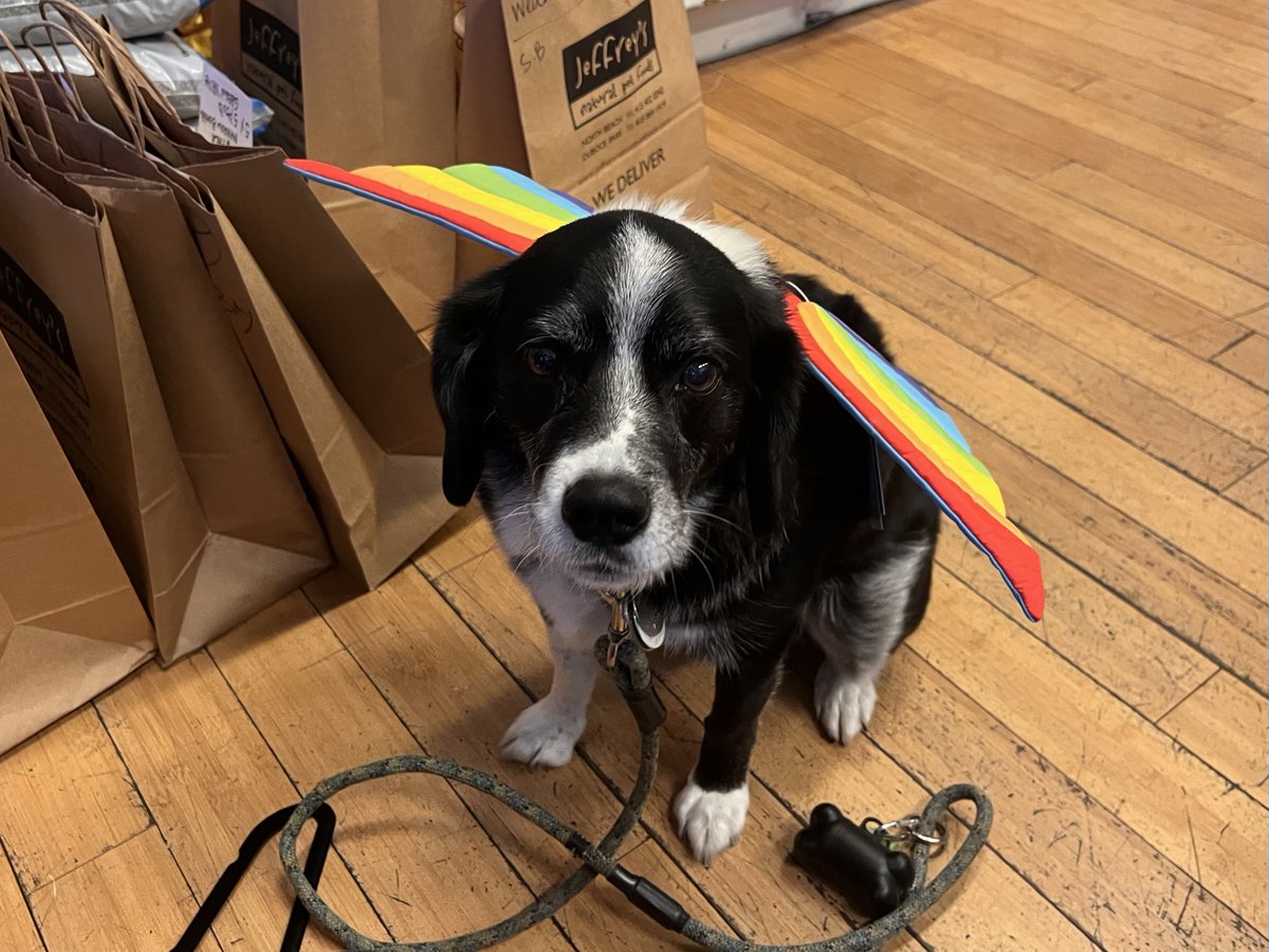 My dog Disco wasn't happy about it, but was patient trying on halloween costumes.