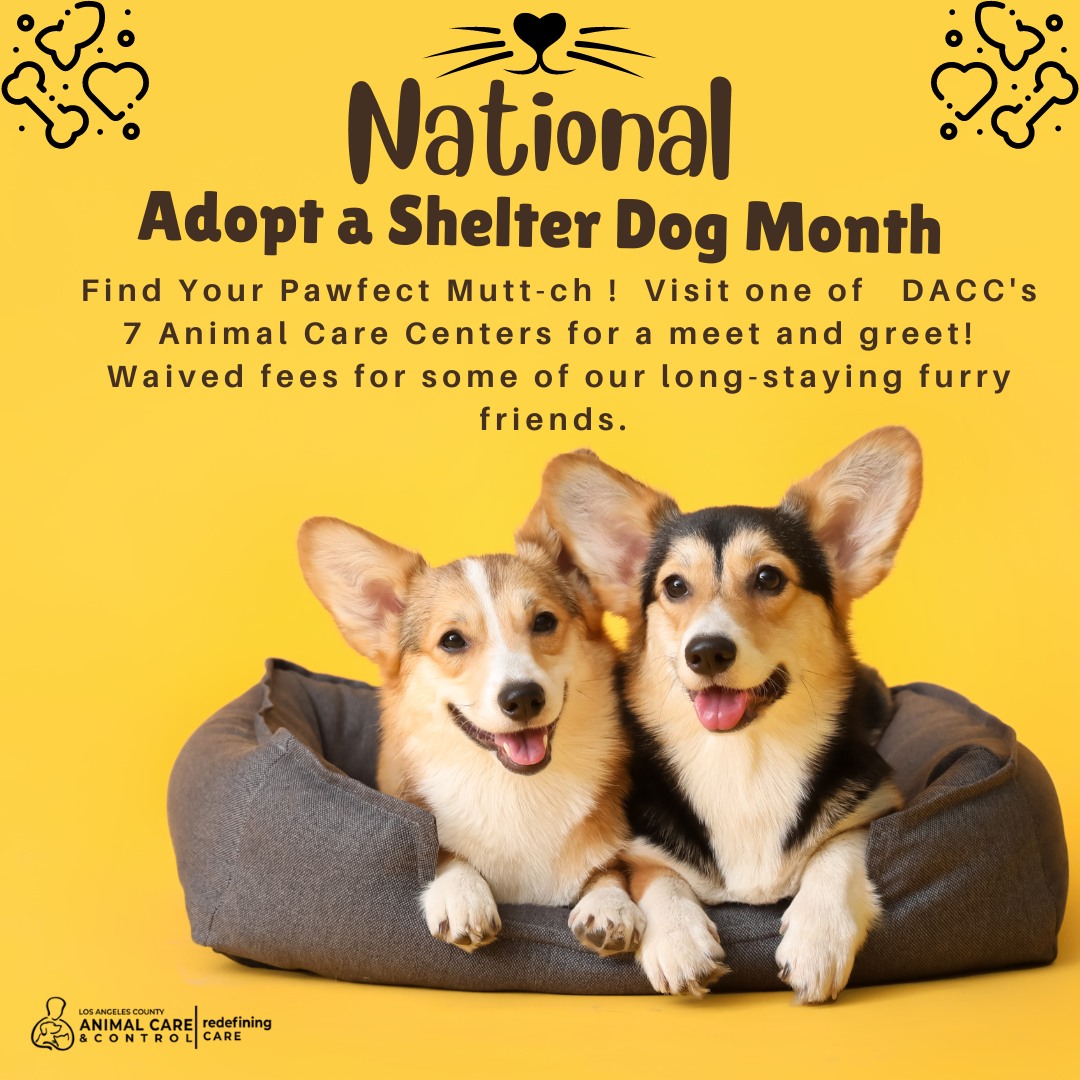 🐾 Everyone loves an underdog story—celebrate National Adopt A Shelter Dog Month by bringing home a @LACoAnimalCare pup, with fees waived for pets that have waited a long time for their forever home!