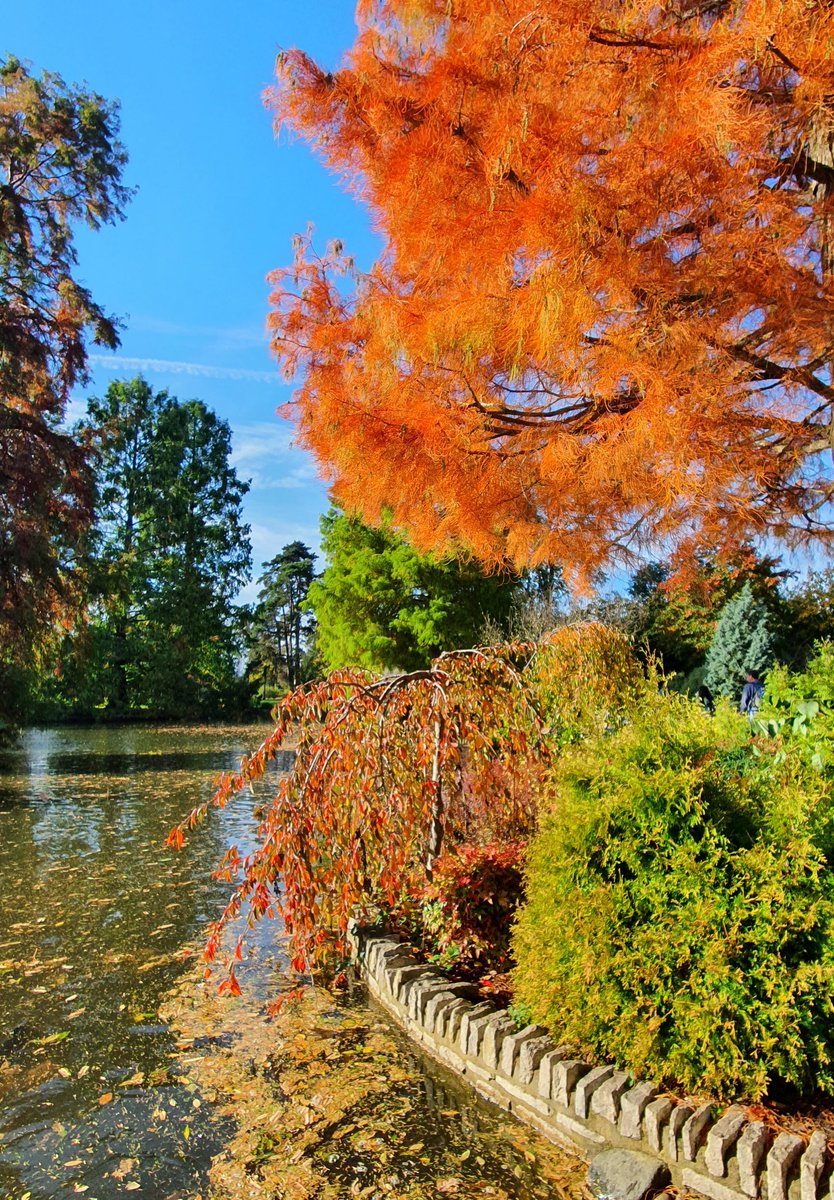 ideparker's tweet photo. 🍂🍁Beautiful Autumnal Wisley despite being drizzly first thing! 🍁🍂
@RHSWisley https://t.co/neHNJXX6vw