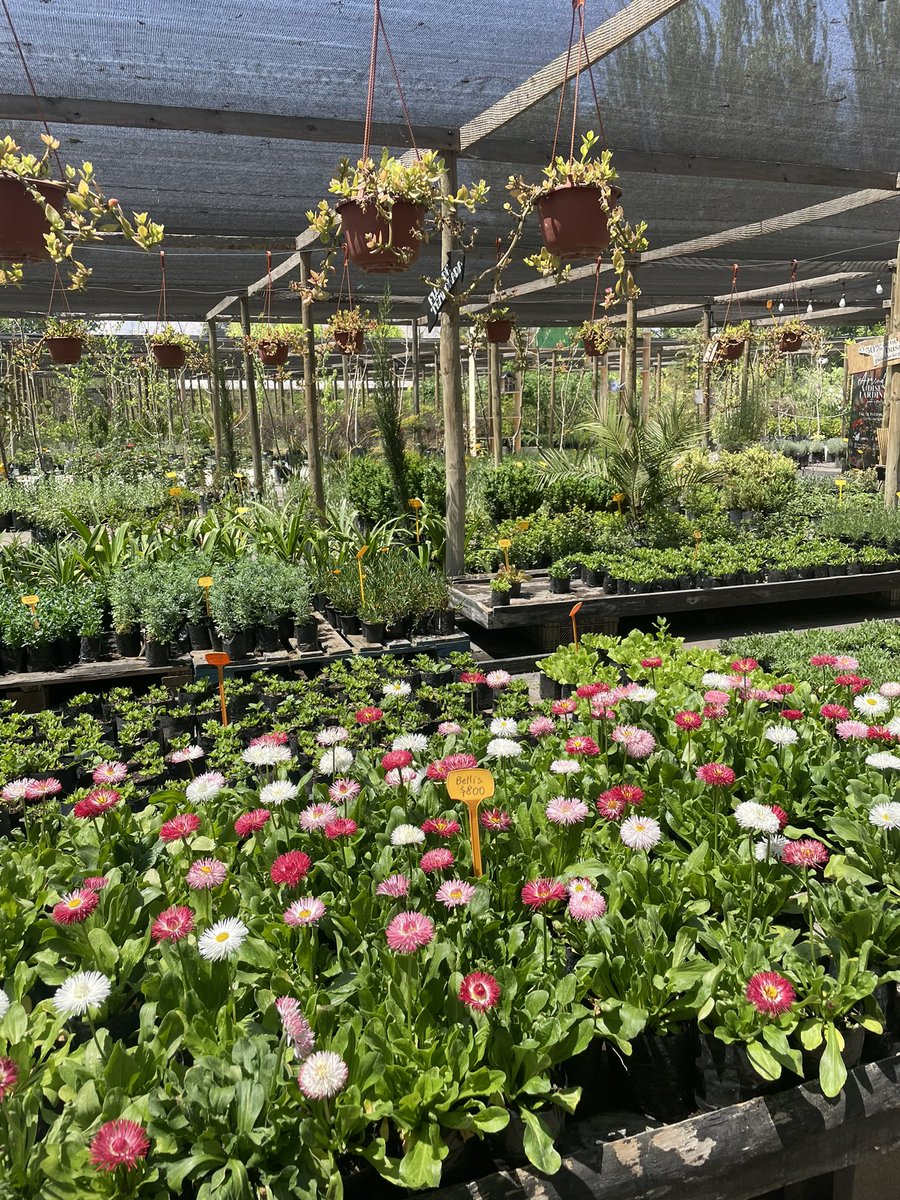 Hoy trabajando y reponiendo algunas plantas usadas ayer en el proyecto de Algarrobo. Directo de El Vivero Lahuan en Calera de Tango. No deje de visitarlo! Un parque para aprender… 👩🏻‍🌾👨🏻‍🌾🌱