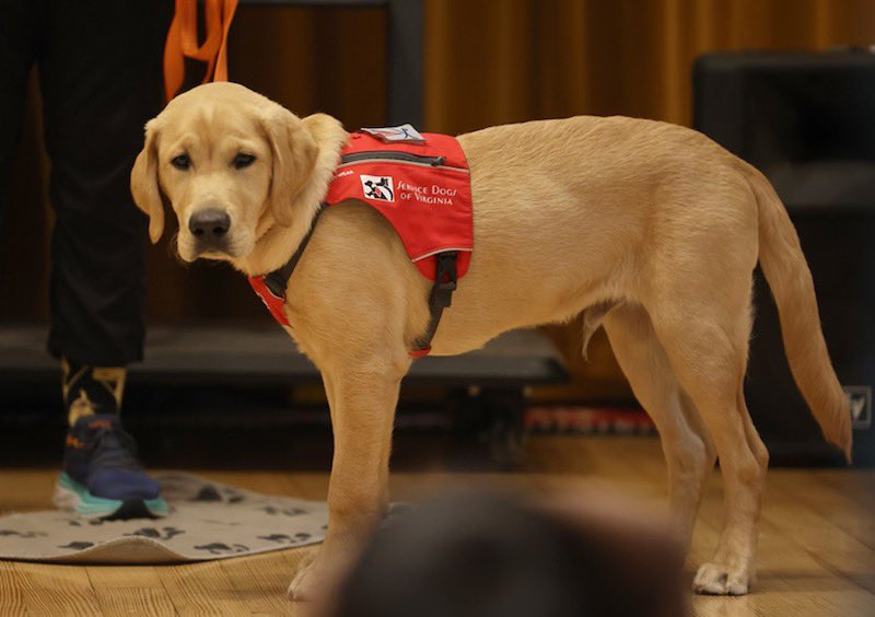 GreenbrierElem's tweet image. We appreciate Champ the UVA service dog and his amazing trainer, Missy, for presenting to our 4th Ss for Disability Awareness Month!  So thankful for our community experts that partner with GBR! @servicedogsva @UvaChamp @CvilleSchools