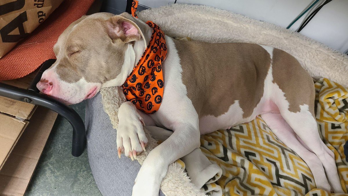 Rainy days=snoozing the day away