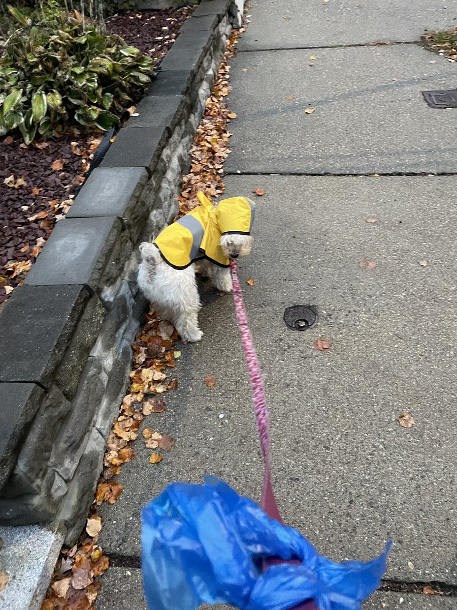 bitchername's tweet photo. @tragicbirdapp my silly little dog, with and without his little raincoat https://t.co/Py6y4WqqK9