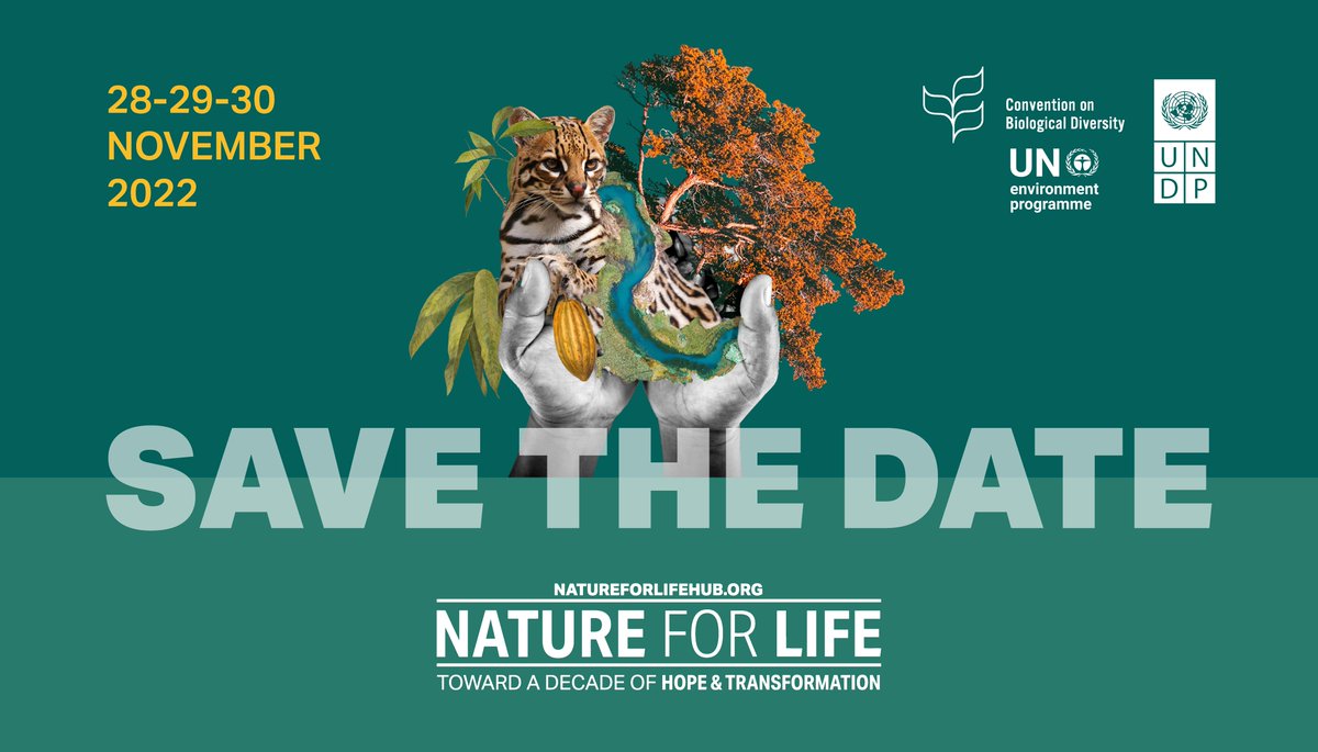 To build a sustainable future, we need to restore our relationship with nature 🌱 Join @UNDP and partners for the virtual #NatureForLife Hub 2022 to learn how we can create a #NaturePositive future and take action on November 28-30. 👉 bit.ly/3SD7TKa