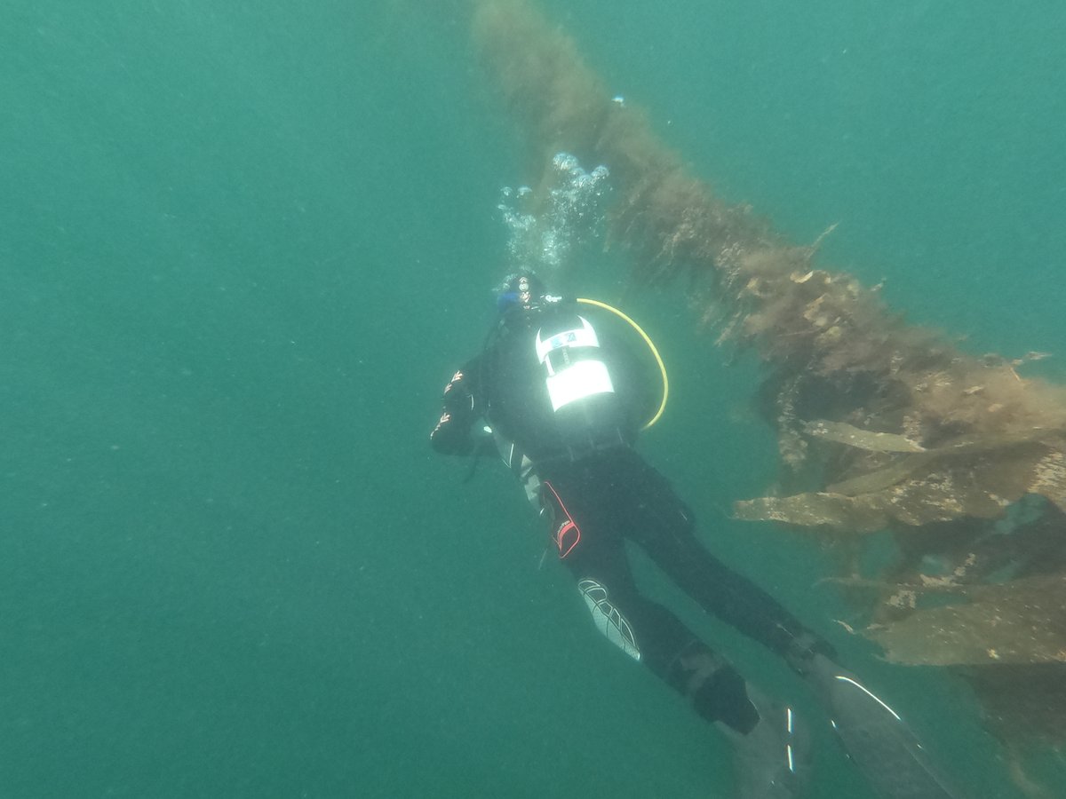 Nessa O'Connor (@nessocon) on Twitter photo We are looking for a Research Assistant to join our lab ASAP! Must π seaweed! #BeyondBiofuel #MarineEcology #JobFairy #BenthicEcology #kelp <a href="/TCD_NatSci/">School of Natural Sciences, Trinity College Dublin</a> <a href="/TCDZoology/">Zoology, Trinity College Dublin</a> @scienceirel <a href="/biOrbic_centre/">BiOrbic Research Ireland Centre for Bioeconomy</a> We are looking for a Research Assistant to join our lab ASAP! Must π seaweed! #BeyondBiofuel #MarineEcology #JobFairy #BenthicEcology #kelp <a href="/TCD_NatSci/">School of Natural Sciences, Trinity College Dublin</a> <a href="/TCDZoology/">Zoology, Trinity College Dublin</a> @scienceirel <a href="/biOrbic_centre/">BiOrbic Research Ireland Centre for Bioeconomy</a>