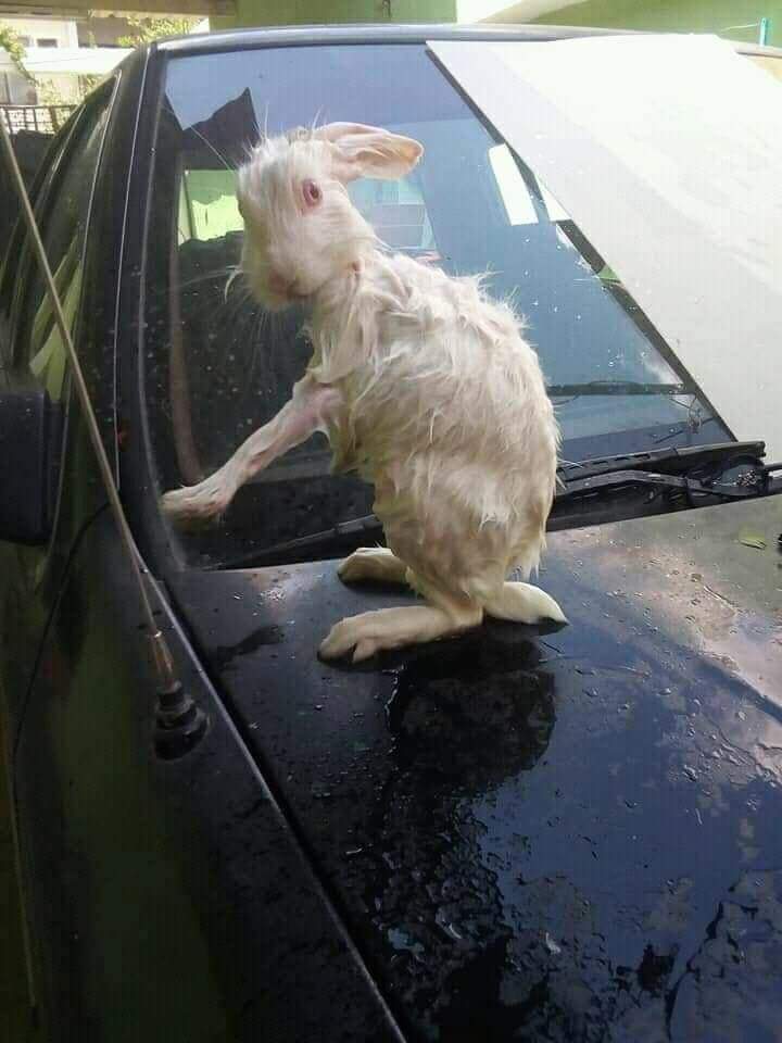 Alicia en el país de las metanfetaminas