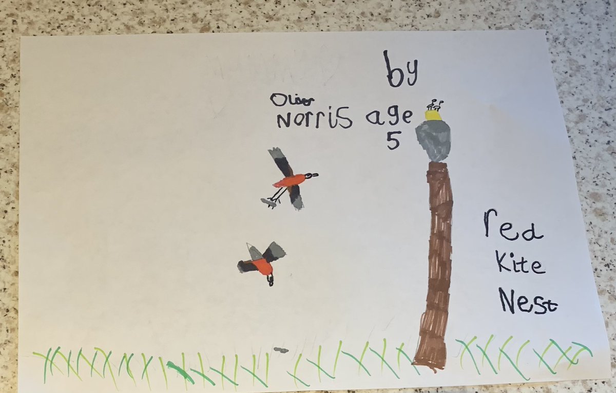 Oliver (a big fan) drew this picture for you today. It’s Red Kites taking mice back to the nest on top of the tree. The male has a mouse in its talons, and the female is about to swoop to hunt one from the grass. You’ve inspired a ♥️ of birds in someone so young! <a href="/BBCAutumnwatch/">springwatchtest</a>