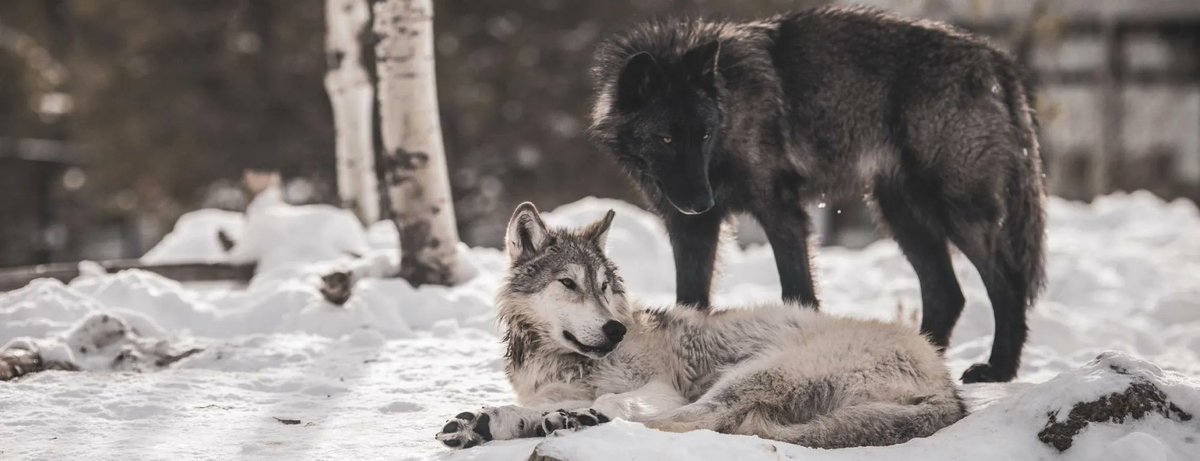 We found that wolves may signal their resistance to canine distemper virus via their coat color, which could enable individuals to identify partners that can provide them with healthier offspring,' says @PeterPjh18. Read more: buff.ly/3SxO4E2