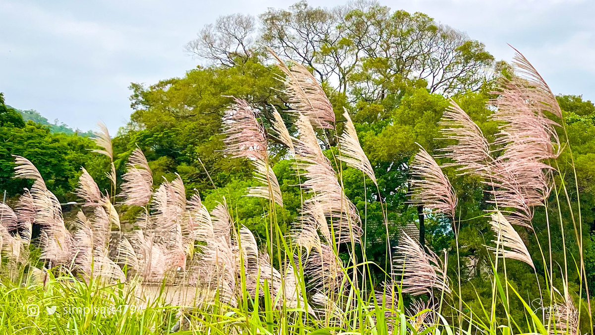 simplyart4794's tweet photo. Photography · Reeds
Place@HongKong
Cam: Iphone13

Follow @simplyart4794 

#simplyart4794 #hongkong #countryside #wildlife 
#naturephotography #nature #macrophotography 
#sky #clouds #grass #reed #cloudscape #plants
#hiking #trees #landscape https://t.co/ltyxIBtTKY