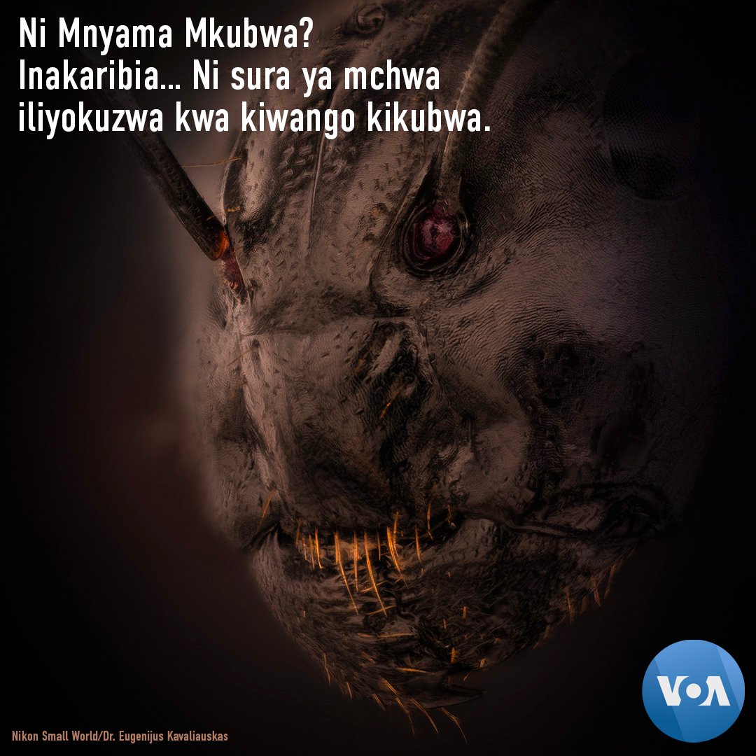 VOASwahili's tweet photo. Eugenijus Kavaliauskas, mpiga picha kutoka Lithuania, ameshinda tuzo ya Picha ya Kipekee katika shindano la picha la Nikon ya sura ya kushangaza ya uso wa mchwa.
#antface #EugenijusKavaliauskas #science #ant #photomicrography #photography #terror #insect #Nikon #voaswahili https://t.co/m0tX5jYXI5