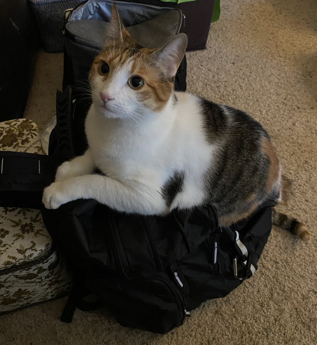 Sorry Sadie. You can’t come to work with me