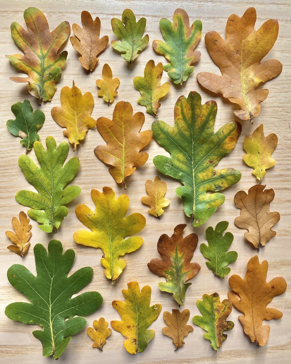 Okay, I am *obsessed* with the shapes and colours of oak leaves at the moment 😮‍💨🤌 How are they SO eye-pleasing?! 😍