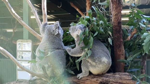 kara_querl's tweet photo. 4. Sydney, Australia 04/22/2021
Our guide was Leonie.
The penguins gave us a concert and the tasmanian devil made an appearance, but the koalas being cute stole the show.
#AmazonExplore / #AmazonExperiences https://t.co/DThoDeMBvp