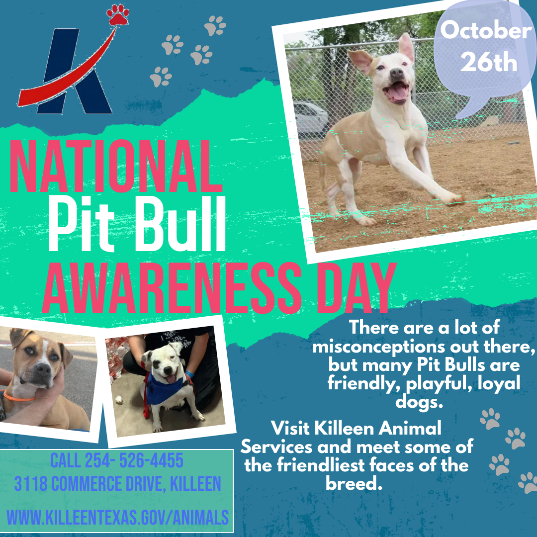 Behind every good pit bull is a great advocate. If a lovable pittie is a part of your family, reply with a photo of yours! ❤️ And to share a Killeen Animal Services adoption update, please email AnimalControl@killeentexas.gov. #pitbull #pitbulllove #americanbully