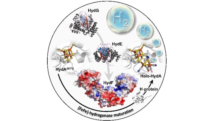 angew_chem's tweet photo. [FeFe]-Hydrogenase In Vitro Maturation (Broderick) @BroderickLabFeS @joanbroderick https://t.co/Xr60eqrpqE https://t.co/h2Ux7I0fCs