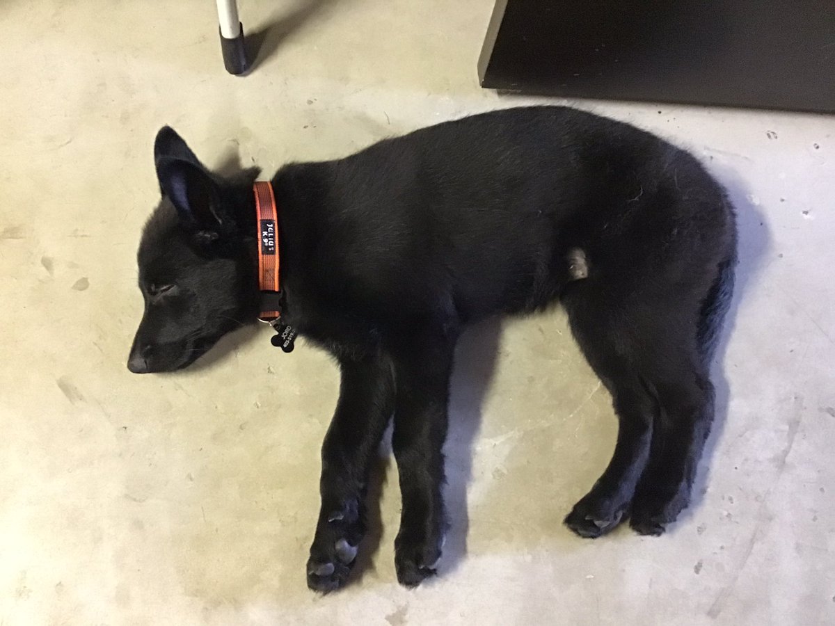 miket136's tweet photo. Sometimes she stops somewhere you can actually see her.
#BlackDogProblems #PuppyLife https://t.co/jTrgar959A