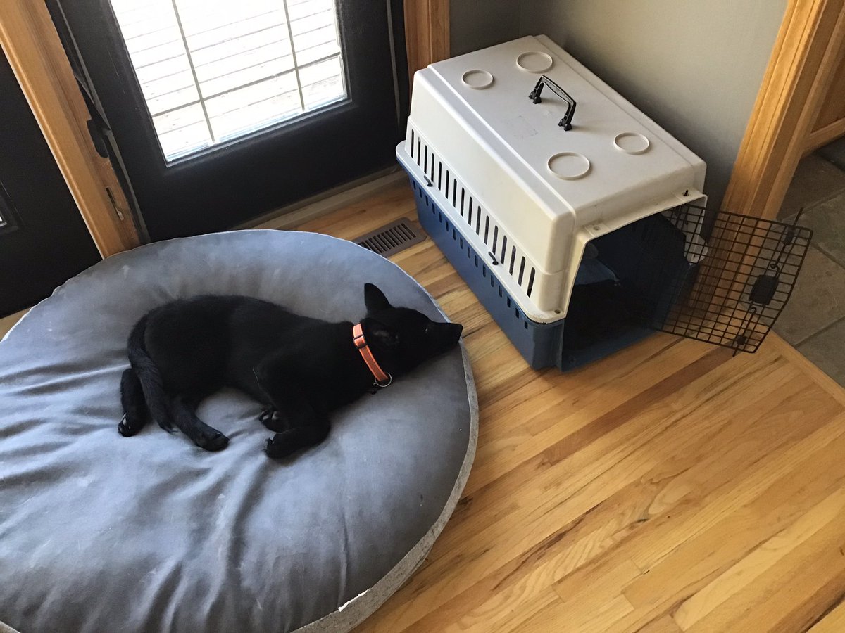 miket136's tweet photo. Sometimes she stops somewhere you can actually see her.
#BlackDogProblems #PuppyLife https://t.co/jTrgar959A