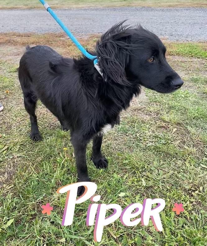 NoahArkrr's tweet photo. ❤️ PIPER ❤️

Application Form
https://t.co/vwfVTtMZoU

2 years old
Fully vaccinated
Spayed
Ready to travel 🏡 

Dog friendly, not cat tested, would suit an active family
This girl has so much love to give and adores everybody - Let’s find her a lovely family 🥰 https://t.co/MjEa702jDZ