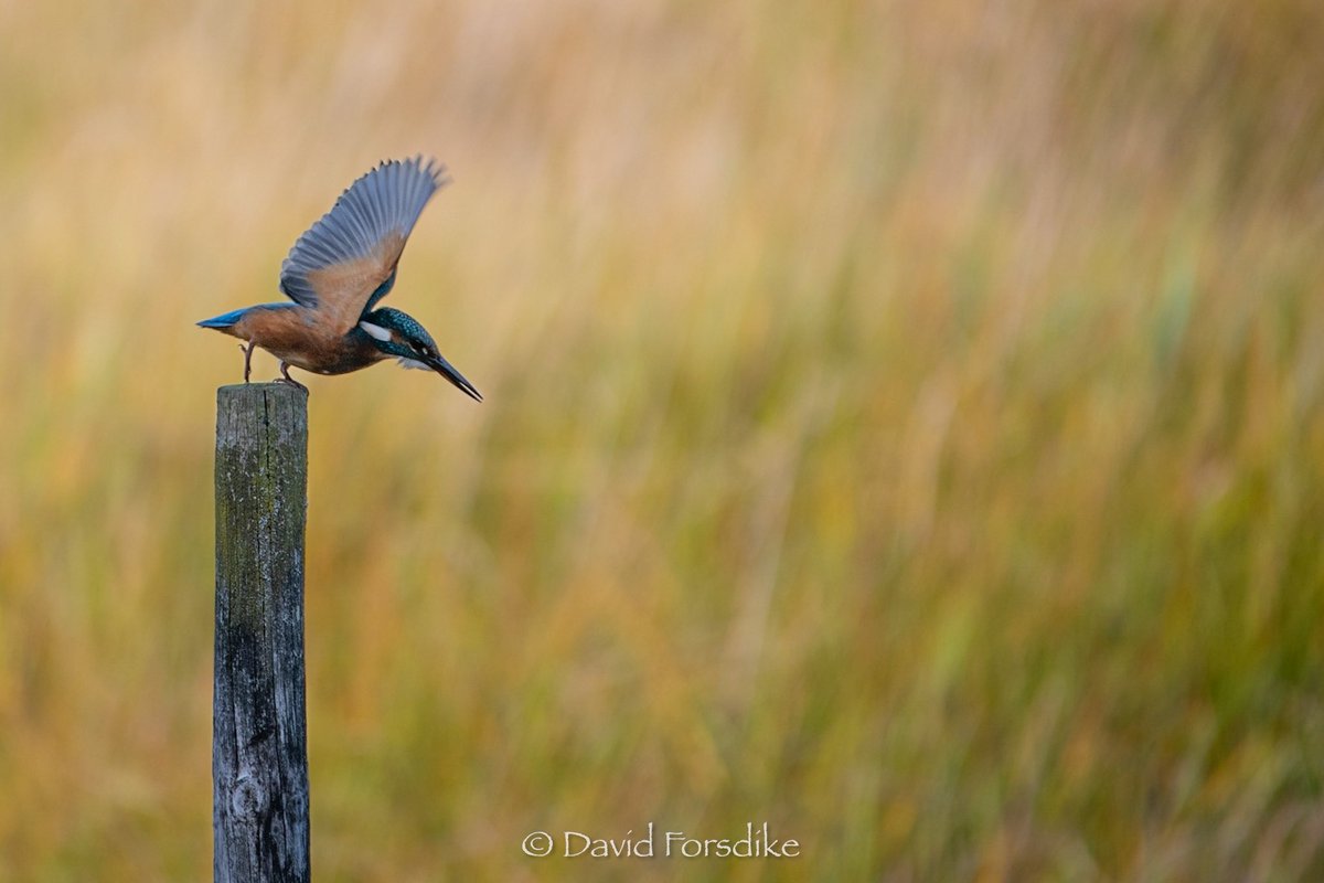 David_Forsdike's tweet photo. Kingfisher at Middlebere 17-10-22… @DorsetBirdClub @harbourbirds @BirdGuides @BirdSpotUK @DorsetWildlife @DWTBrownsea #kingfisher @ChrisGPackham @HannahStitfall https://t.co/eTjMLfjPYt