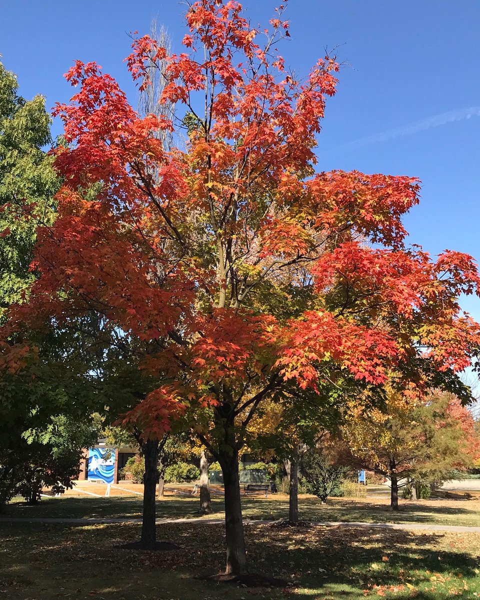 kasylongauthor's tweet photo. โAutumn leaves falling down like pieces into place, and I can picture it after all these days.โ - Taylor Swift ๐๐
#autumn #leaves #autumnleaves #autumnaesthetic #fall2022 #fallleaves #sycamoretrees #nature #naturephotography #taylorswiftquotes https://t.co/jGVnnqgcwf