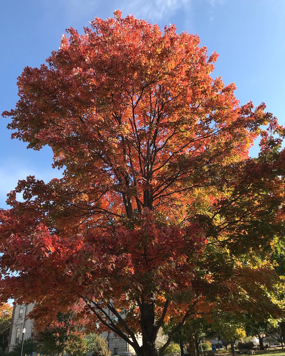 kasylongauthor's tweet photo. โAutumn leaves falling down like pieces into place, and I can picture it after all these days.โ - Taylor Swift ๐๐
#autumn #leaves #autumnleaves #autumnaesthetic #fall2022 #fallleaves #sycamoretrees #nature #naturephotography #taylorswiftquotes https://t.co/jGVnnqgcwf