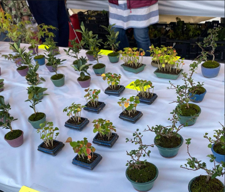 WikiLunar's tweet photo. after met the sad story and feel down but we can wakeup and start a new begging and this all tree 🪴🌱🌿 https://t.co/u16WLCpWCa