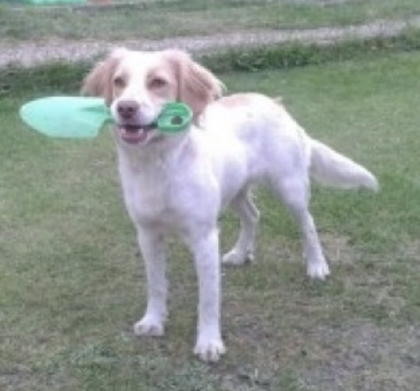 rosieDoc2's tweet photo. #SpanielHour
DAISY #Longtimemissing 31/8/17
#Sotterley nr #Beccles #SUFFOLK #NR34
#Spaniel cross - WAS TAGGED / CHIPPED
White with ginger
https://t.co/S7bmpDvKSd
@bs2510 @DawnConcannon3 @thomp918 @BitofDecorum @gelert01 @HunnyJax @LindaFu73078079 @WaterhousePat @ https://t.co/M2AGoP8RNQ