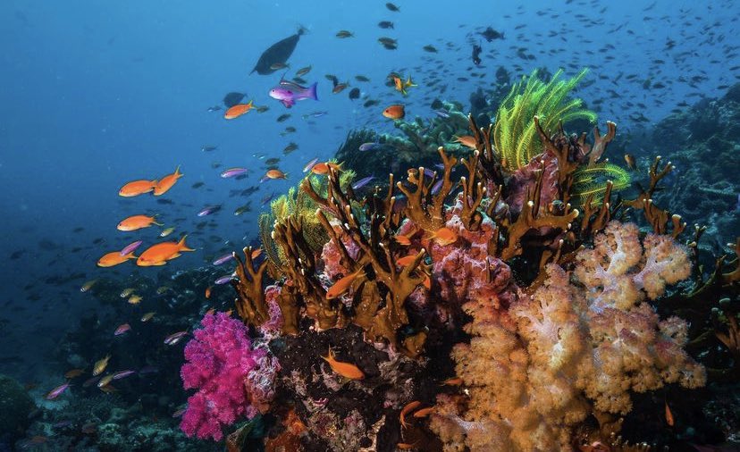 JMCFijiResort's tweet photo. Let’s play a game! Can you find Nemo? 😜💚🌊

#Fiji #Fijiislands #Paradise #CoralReef https://t.co/ZpDSsjJxlQ