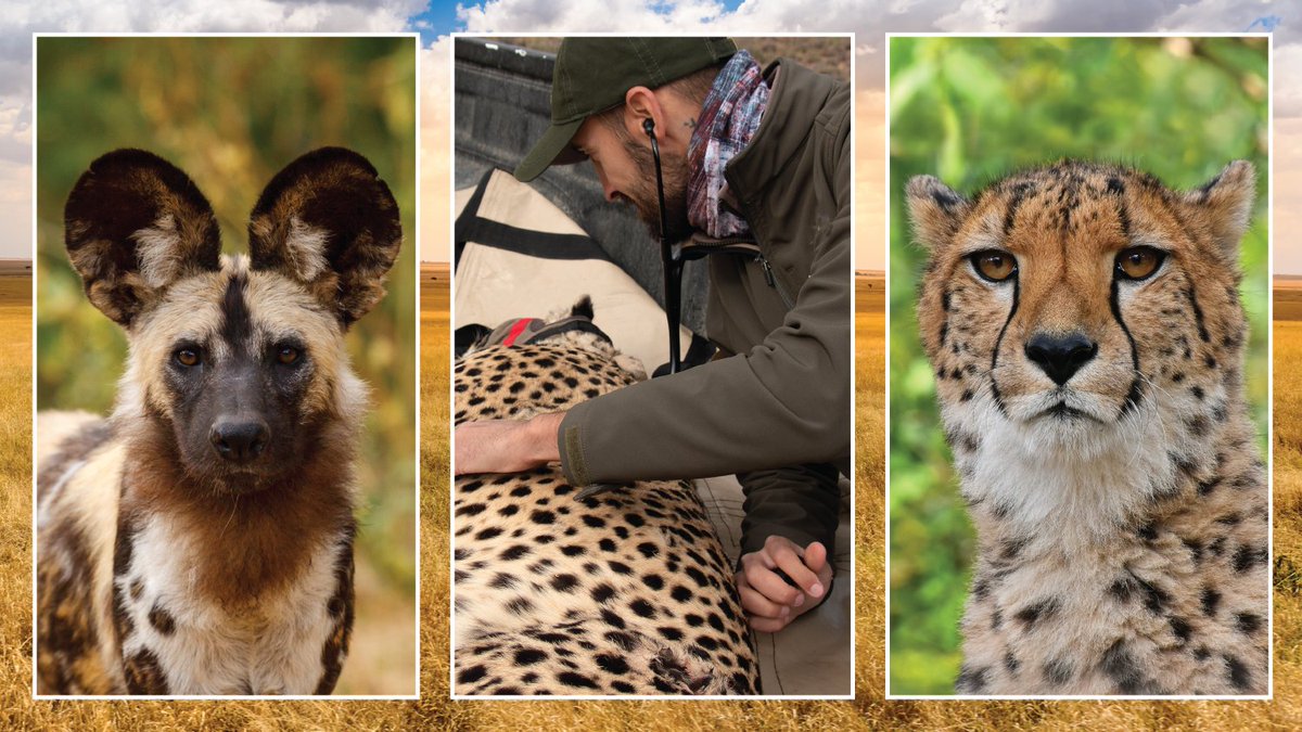 OSUEnvironment's tweet photo. Interested in wildlife management? #EPNatOSU partnered with @OSUCHAIRE, @thewilds, and the @MadikweF to present ‘What is Wild?!’ on 11/9.  

Find more information and register @ https://t.co/USxO1ub4KB. 

#WildlifeManagement #Cheetah #AfricanWildDog https://t.co/jWEr2tQaox