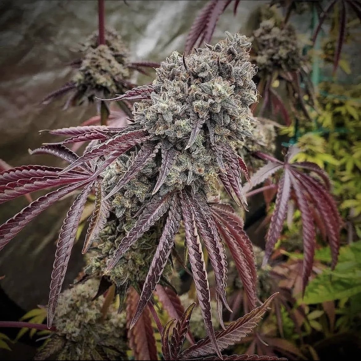 Gcode 2.0⛽️🧬by <a href="/Raw_Genetics_/">Raw Genetics</a>