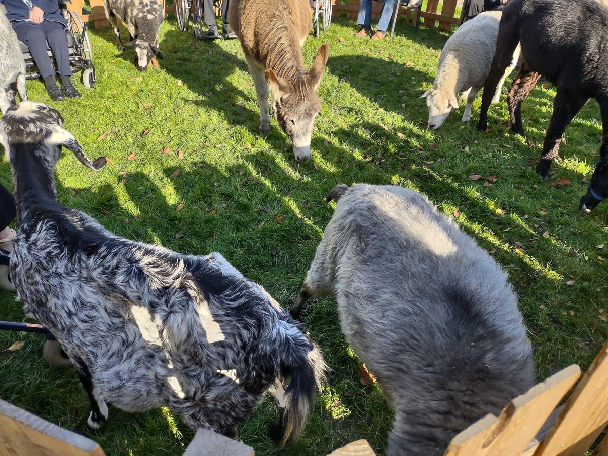 Vandaag genoten de bewoners van Roel's beestenboel. Aaien, knuffelen in de zon, terwijl de beestjes heerlijk aan het grazen zijn achter op het grasveld van het Sint Jozef. ☀️Dit was puur genieten! #lief #herfst <a href="/Omring/">Omring</a>