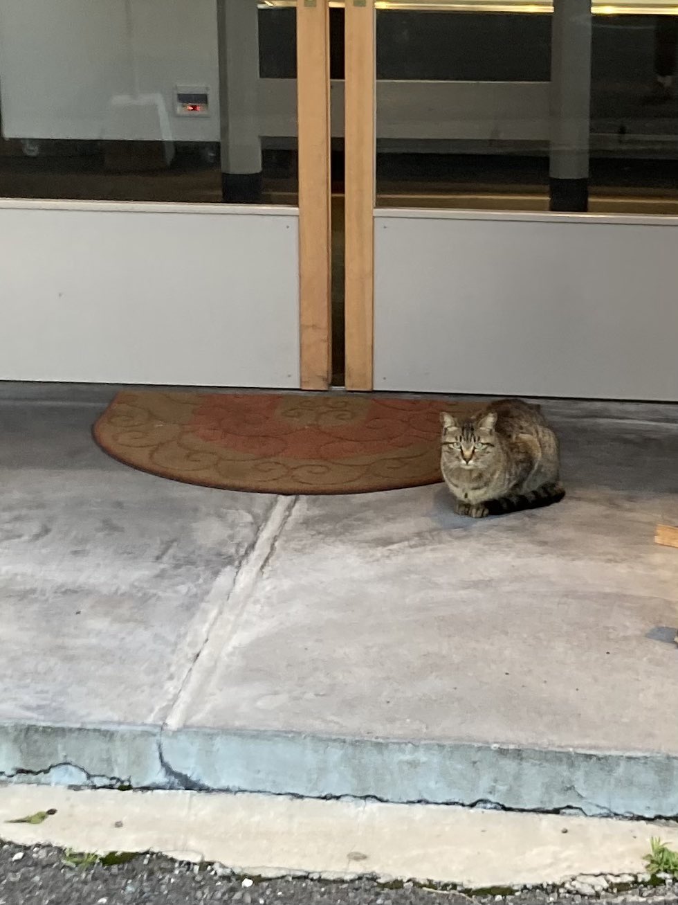 猫の里北九州 保護猫ボランティア団体 Sakurakurotora Twitter