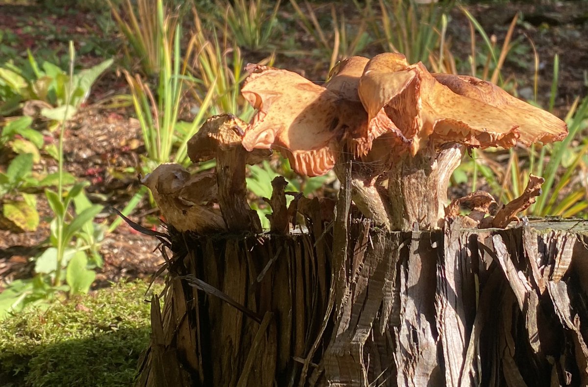 _Millsy's tweet photo. Autumn vibes - mushrooms everywhere 😍 
#topstumps https://t.co/zPd7BSzdtH