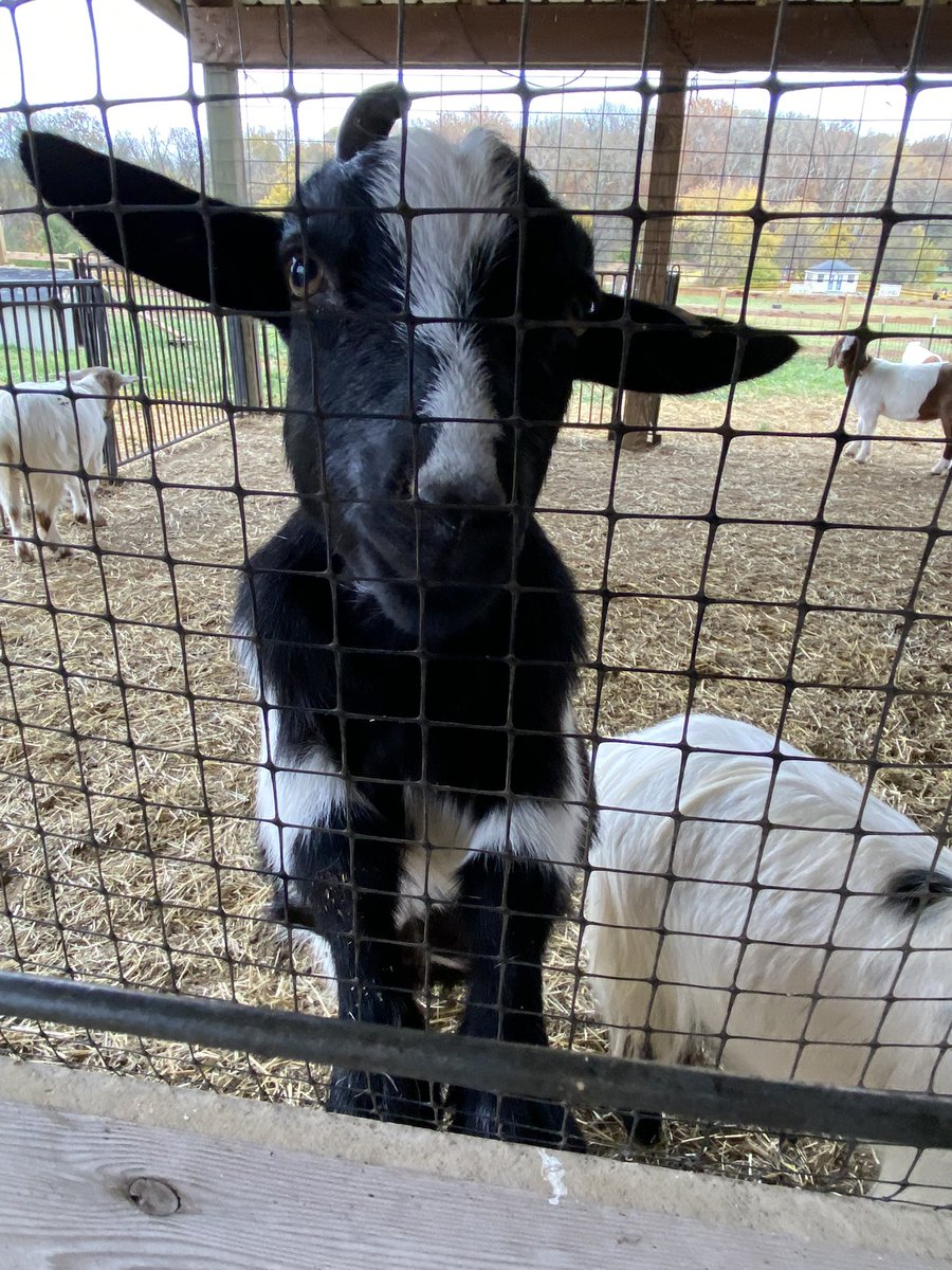 Team 7-2 tweet media