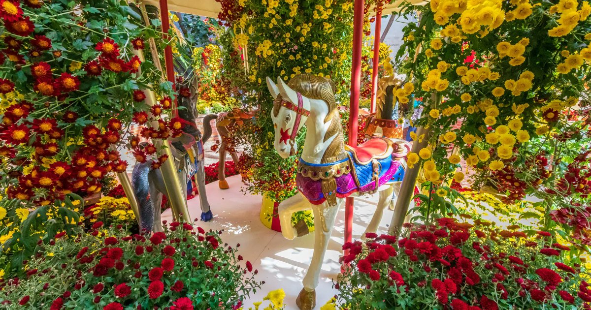 With a little less than one week left, make sure you plan your visit for our Fall Flower Show: Blooms Under the Big Top! This show is only open until Sun., Oct. 30. You don't want to miss this! Plan your visit here: phipps.conservatory.org/calendar/detai… Photo © Phil Johnson II