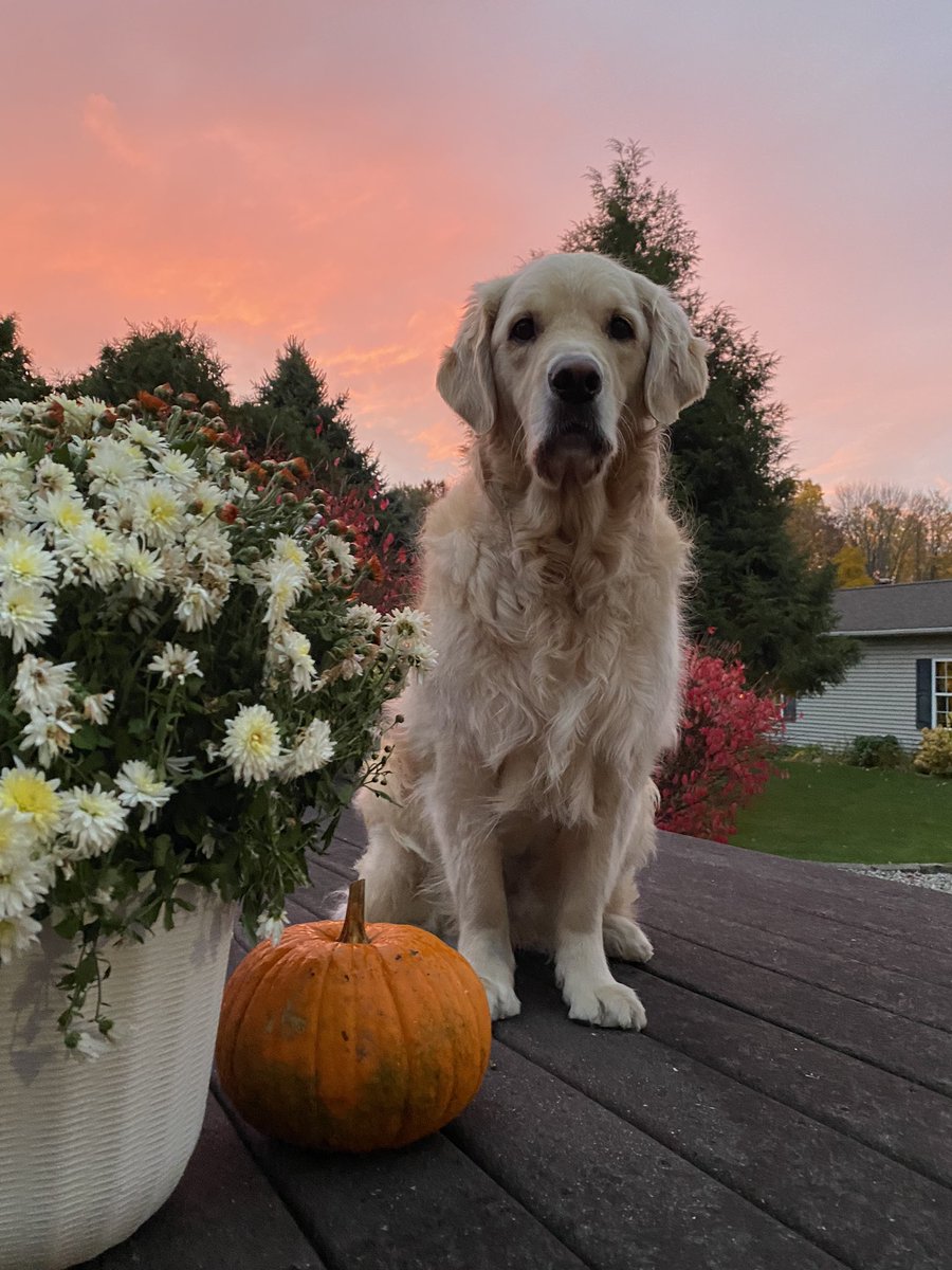 WalterTheGolden's tweet photo. Was mom taking pics of me or the sky this morning? #fallmornings #dogsoftwitter https://t.co/XLkGqpQ12g