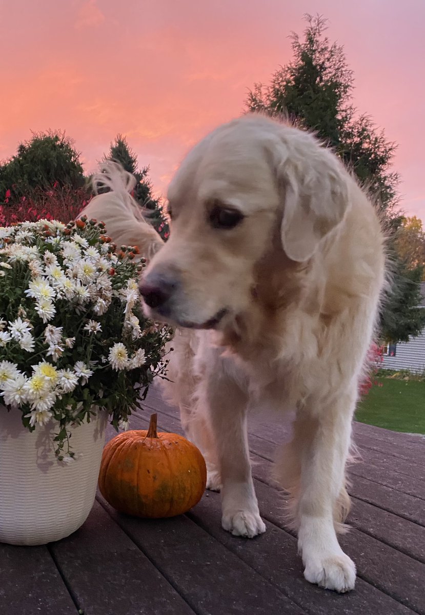 WalterTheGolden's tweet photo. Was mom taking pics of me or the sky this morning? #fallmornings #dogsoftwitter https://t.co/XLkGqpQ12g