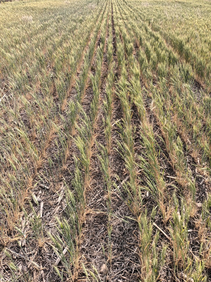 Nicolás Scandolo tweet media